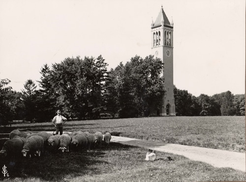 Vintage Iowa state university land grant farmer with sheep on grounds.
