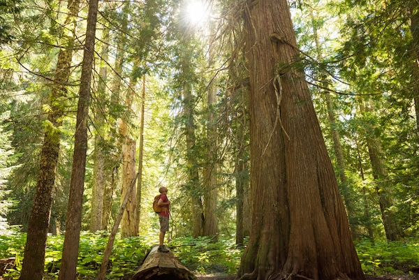 Person standing on a fallen log in a sunlit forest, inspired by Podcast #907 on How to Read a Tree.